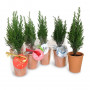 Pot mini sapin Made in France PINETREE